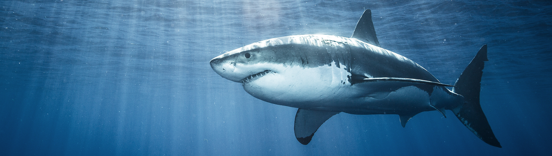 Importance Of Sharks | Georgina Monti